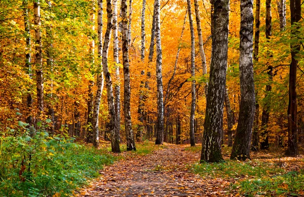 Autumnal park — Stock Photo, Image