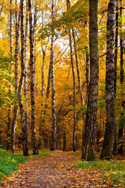 Renkli yaprakları ile güzel sonbahar park