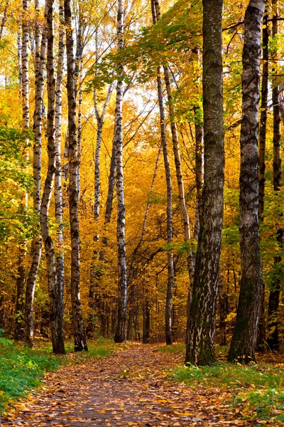 Beautiful autumnal park with colorful leaves — Stock Photo, Image