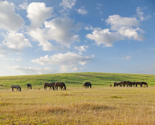 Horses on pasture in summer day — Stock Photo, Image