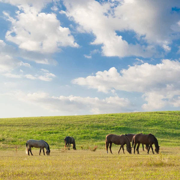 Horses on pasture in summer day — Stock Photo, Image