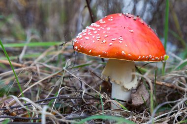 sonbahar manzarası Kızıl mantarı