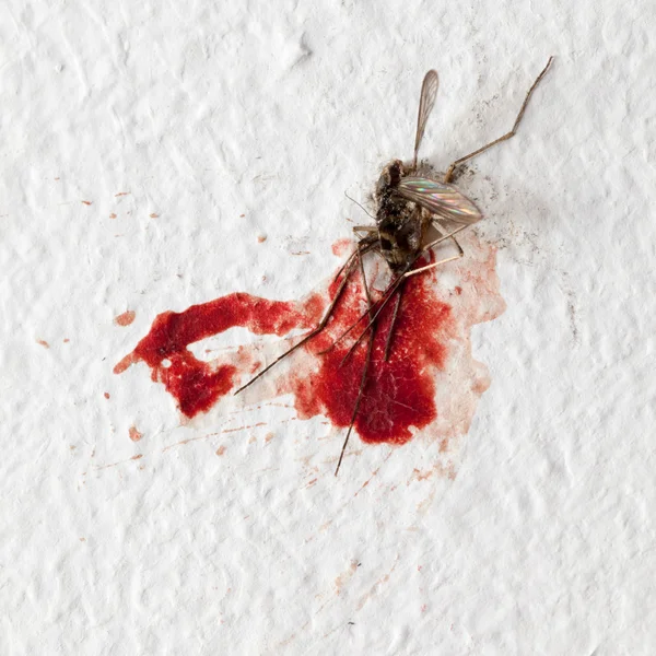 Mosquito muerto en una pared —  Fotos de Stock