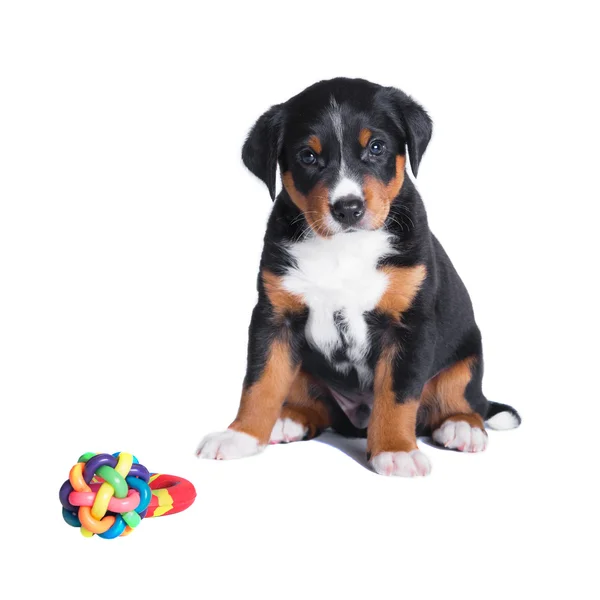 Puppy appenzeller Sennenhond, 7 weken, geïsoleerd — Stockfoto