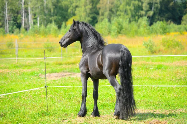 Portrait beautiful black stallion on the pasture — Stock Photo, Image