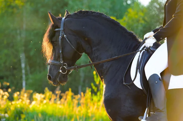 Schwarzes Friesenpferd im Sonnenuntergang, Reiten — Stockfoto