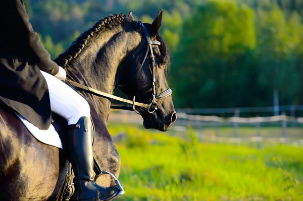 블랙 Friesian 말 라이더와 일몰에 스톡 사진