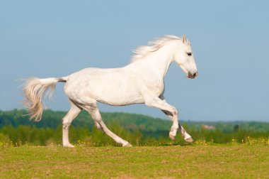 Beyaz orlov trotter at dörtnala çayır üzerinde çalışır.