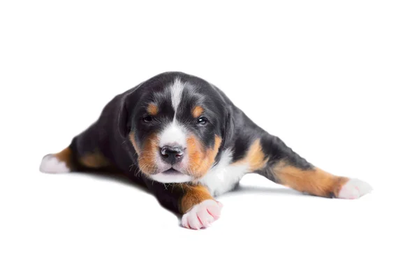 Two-weeks old puppy, sennenhund appenzeller tricolor — Stock Photo, Image