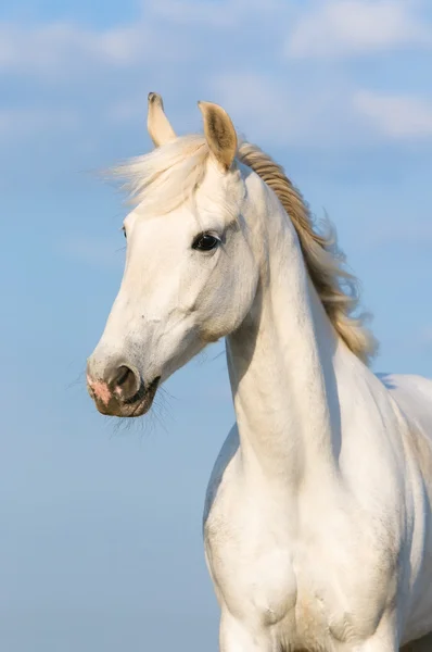 Witte orlov trotter paard portret op de hemelachtergrond — Stockfoto