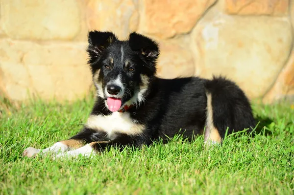 A tricolor border collie puppy 4 months old dog laid down on grass — Stock Photo, Image