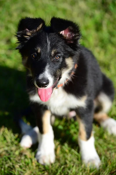 A tricolor border collie puppy 4 months old dog sitting on grass — Stock Photo, Image