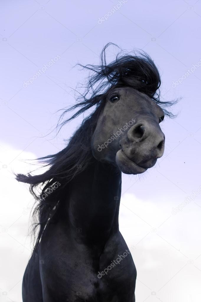 Black Friesian horse shakes his mane