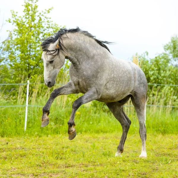 Cavallo andaluso bianco (Pura Raza Espanola) corre galoppo in summe — Foto Stock