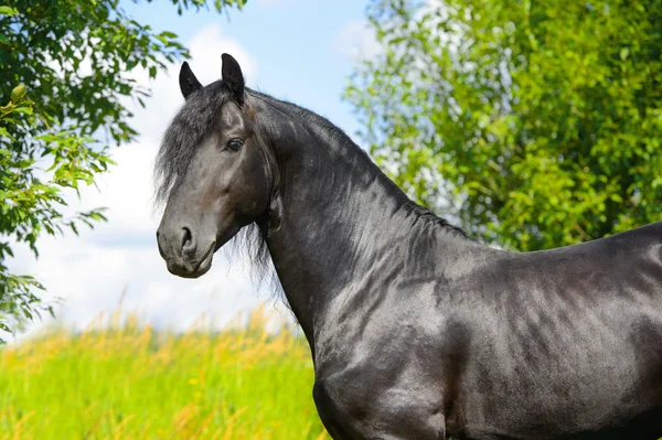 Retrato de semental de caballo frisón negro en el verano —  Fotos de Stock