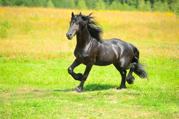 Black Friesian horse runs trot on the meadow in summer — Stock Photo, Image
