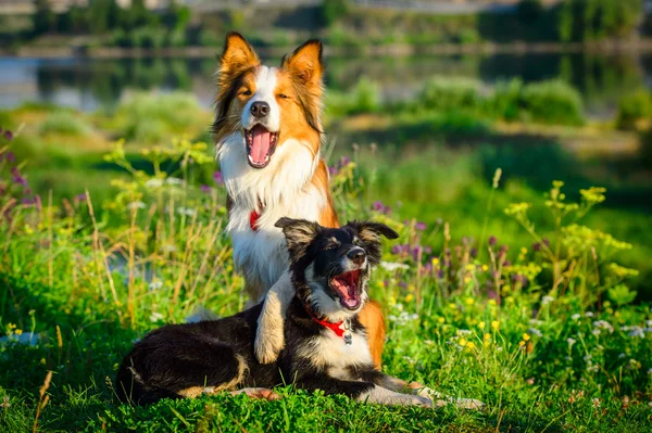 Δύο σκυλιά πορτρέτο σύνορα ποιμενικού σκύλου το πρωί — Φωτογραφία Αρχείου
