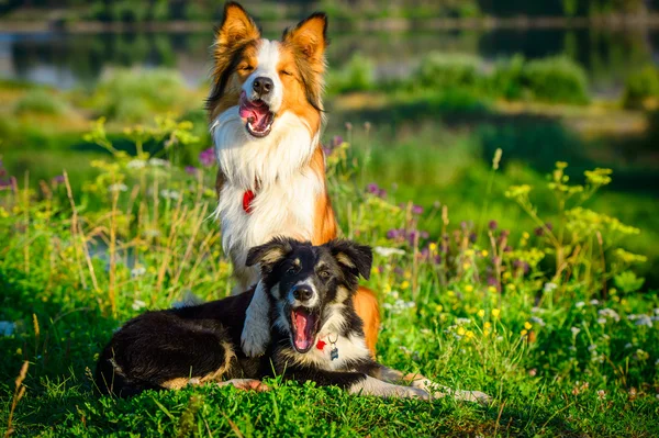 Dos perros frontera collie retrato en la mañana — Foto de Stock