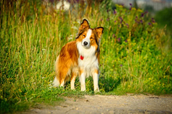 Jeden pies portret rasy border collie rano — Zdjęcie stockowe