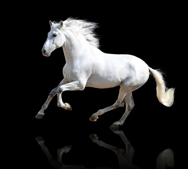 Caballo blanco aislado en el negro — Foto de Stock