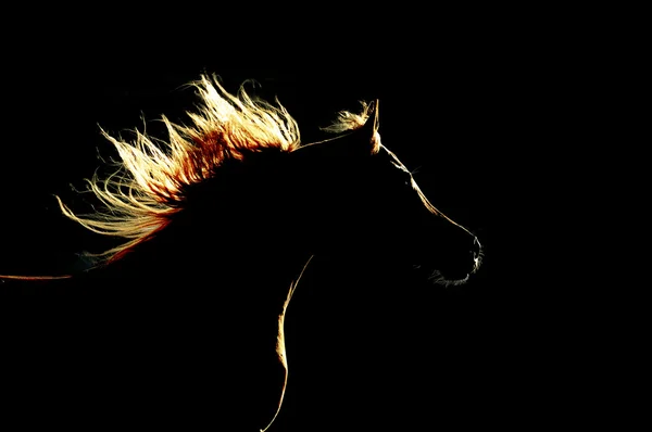 Arabiska hästen siluett på den mörka bakgrunden — Stockfoto