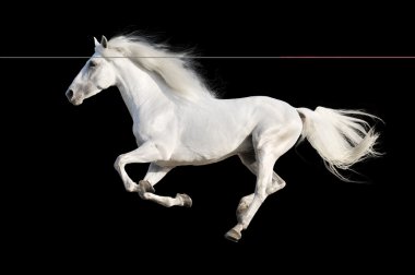 White horse runs gallop isolated on the black clipart