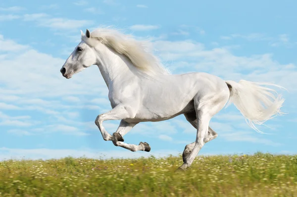 Un cheval blanc galope sur la prairie — Photo