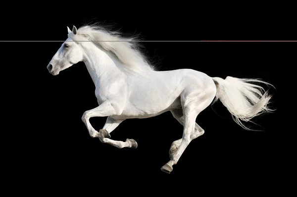 Cavallo bianco corre galoppo isolato sul nero — Foto Stock