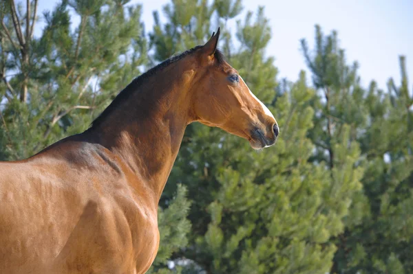 Retrato de cavalo de baía no fundo de pinheiros — Fotografia de Stock