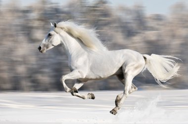 Beyaz atlı dörtnala kış aylarında ishal, Hareket Bulanıklığı