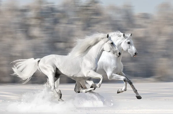 Twee witte paarden in de winter draaien galop — Stockfoto