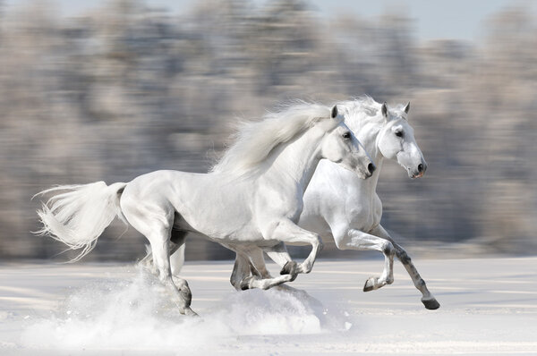 Две белые лошади в зимнем беге галопом
