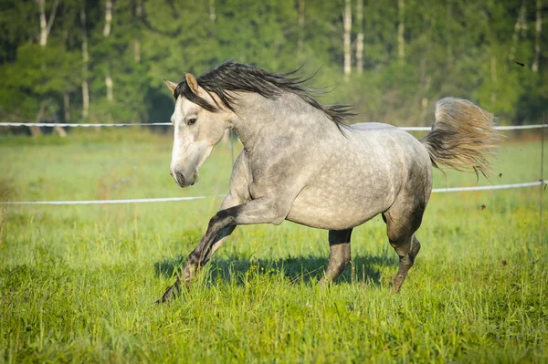 Cavalo branco corre galope no verão — Fotografia de Stock