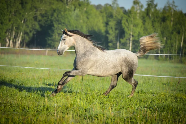 Bílý kůň běží tryskem v létě — Stock fotografie