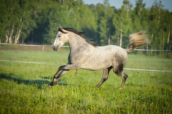 Caballo blanco corre galope en verano —  Fotos de Stock