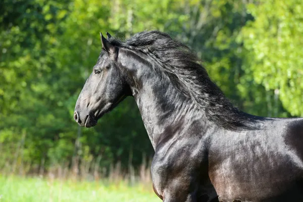 Zwart paard portret in beweging — Stockfoto