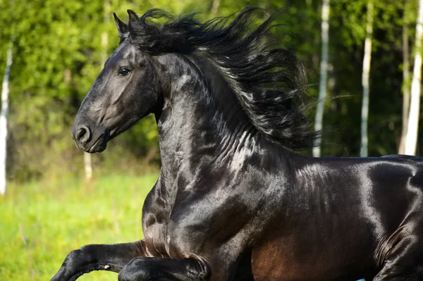 Fekete ló, álló tájolás, gyönyörű sörény mozgásban — Stock Fotó