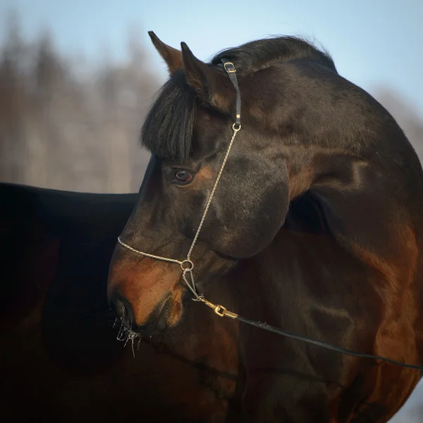 Retrato de cavalo da baía no inverno — Fotografia de Stock