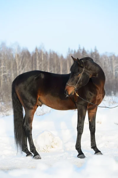 Bay ritratto cavallo in inverno — Foto Stock