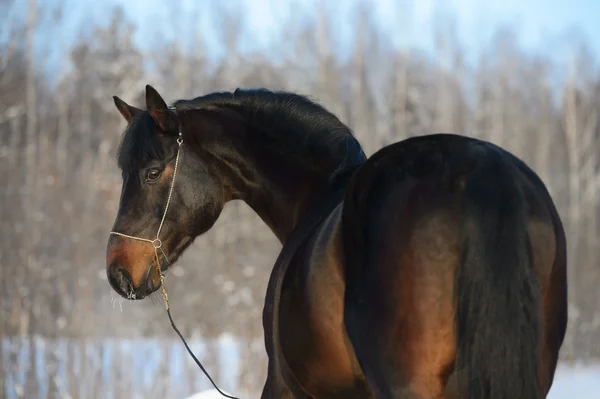 Retrato de cavalo da baía no inverno — Fotografia de Stock