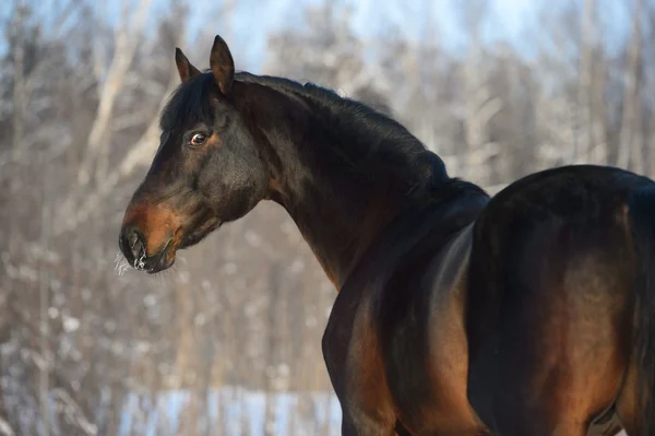 Bay hest portræt om vinteren - Stock-foto