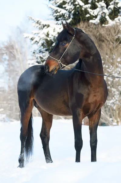 Retrato de cavalo da baía no inverno — Fotografia de Stock