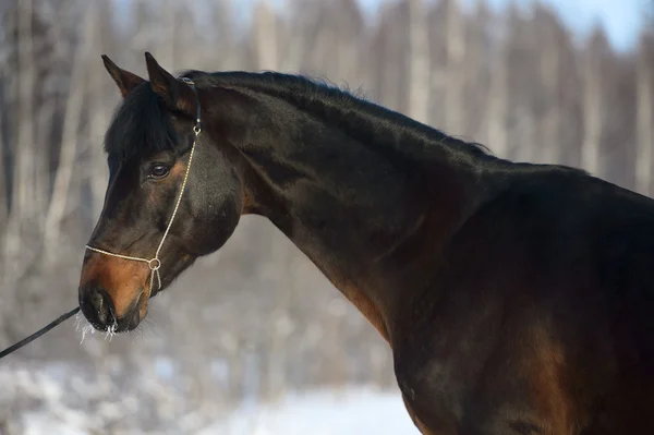 Bay horse portrait in winter — Stock Photo, Image