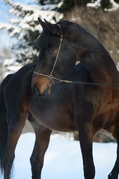 Retrato de cavalo da baía no inverno — Fotografia de Stock