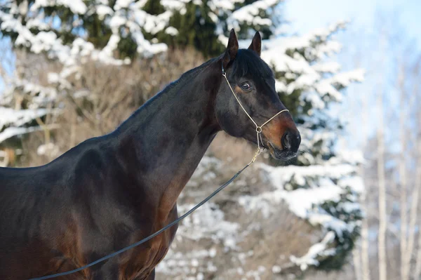 Retrato de caballo de bahía en invierno — Foto de Stock