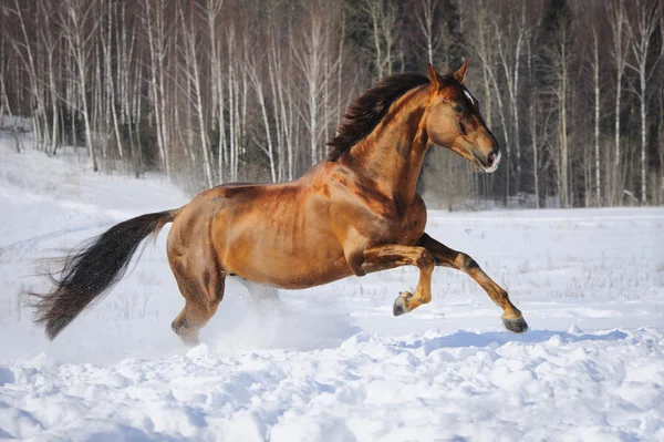 Golden red horse runs gallop in winter time — Stock Photo, Image