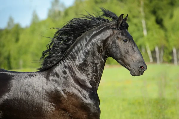 Портрет чёрной лошади в движении — стоковое фото