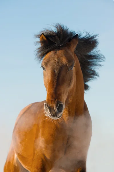 Червоний кінь біжить попереду — стокове фото