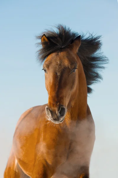 Galop de courses de chevaux rouges devant — Photo