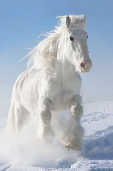 Vita hästen körs galopp i vinter — Stockfoto